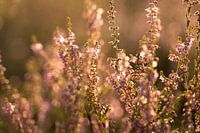 Heather at sunset