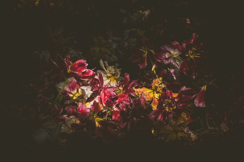 still life of dead tulips by Margriet Hulsker