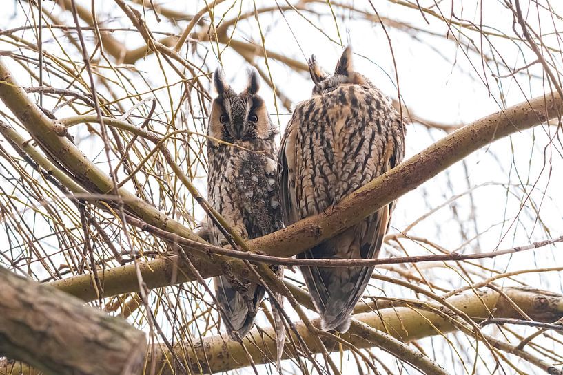 Hibou moyen-duc dans le vent par Merijn Loch
