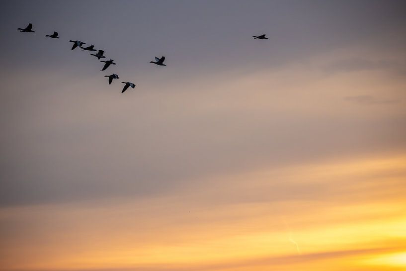 Hibernation par Erwin van Eekhout