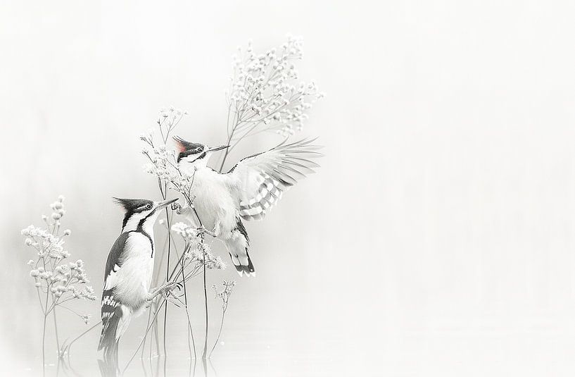 Zwei Vögel im Blütenbaum - schwarz | weiß von Karina Brouwer