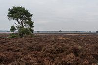 Warm autumn colors on the veluwe