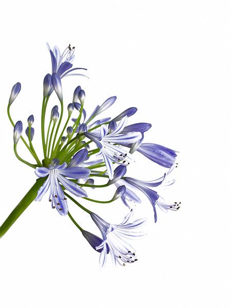 Afrikaanse lelie -Agapanthus van Monarch C.