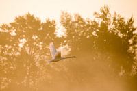 Flying swan against the light