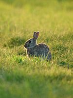 A Backlit Rabbit In a Park in Amsterdam