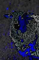 Sheep in Blue 2