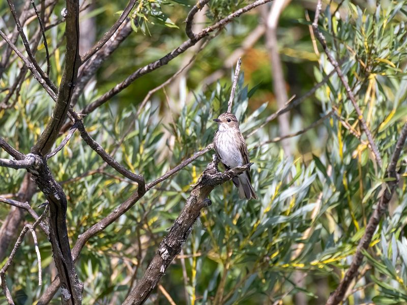 A gray flycatcher in the tree by Teresa Bauer