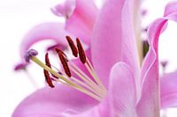 Glatte weiche rosa Makro abstrakte Blütenköpfe - Nummer 1