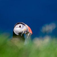 Puffin with fish