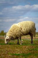 Drenthe sheep