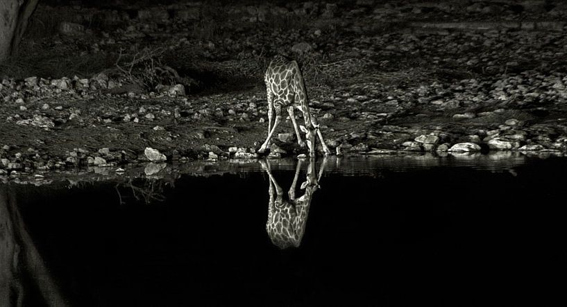 Drinking Giraffe by BL Photography