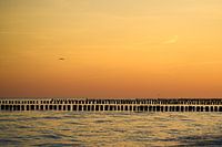 Buhnen und Möwen im Sonnenuntergang