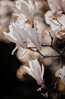 Magnolienblüte 2 - Isis Sturtewagen