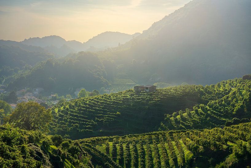Les vignobles des collines du Prosecco par Stefano Orazzini