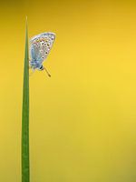 Blue butterfly in the meadow