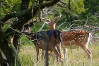 Chevreuil | Faune sauvage aux Pays-Bas