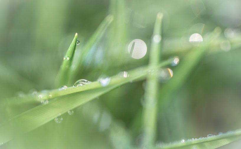 Ochtendgras van Jeroen Mikkers