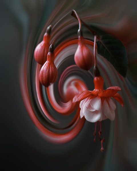 Fuchsia Art by Saskia Schotanus
