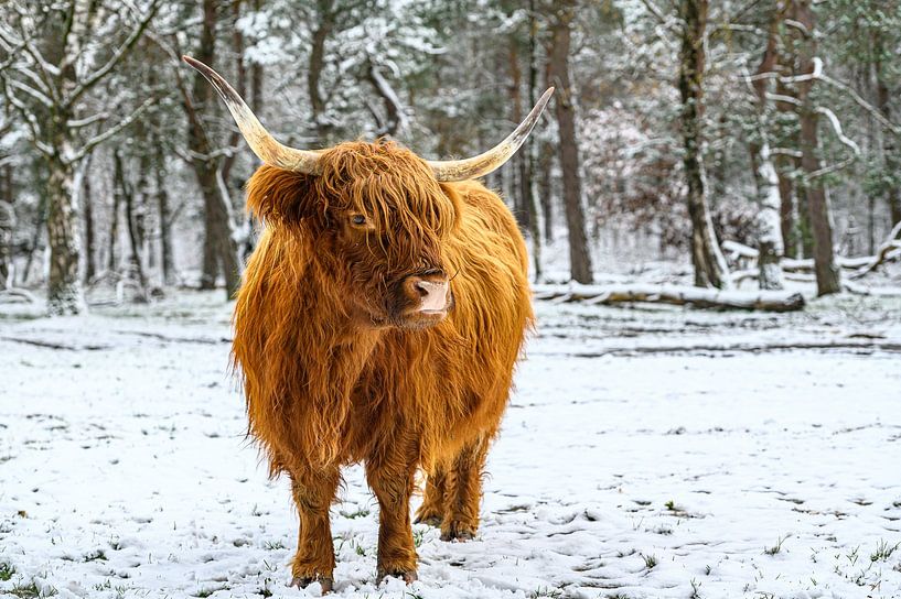 Schotse Hooglander in de sneeuw tijdens de winter van Sjoerd van der Wal Fotografie