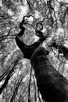 Baum, nach dem Himmel greifend