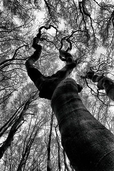 Baum, nach dem Himmel greifend von Annemiek van Eeden