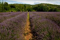 Lavendelfeld in Frankreich