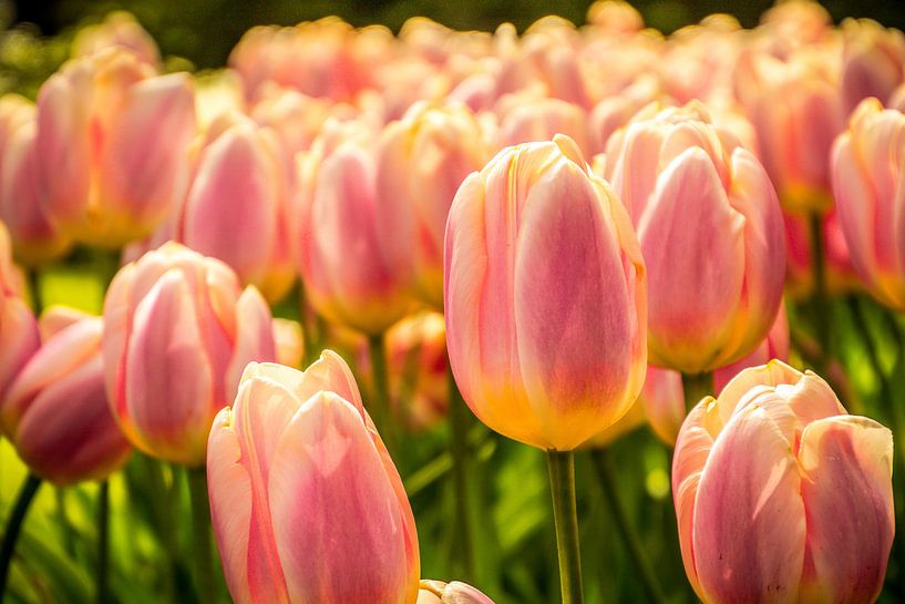Fleurige tulpen by Stedom Fotografie