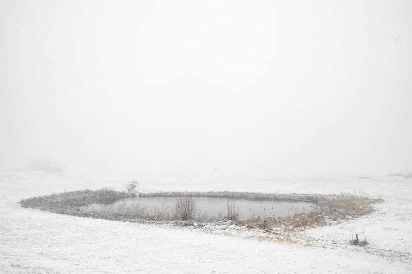 Winterlandschaft an einem frühen nebligen Morgen mit gefrorenem Schilf von Sjoerd van der Wal Fotografie