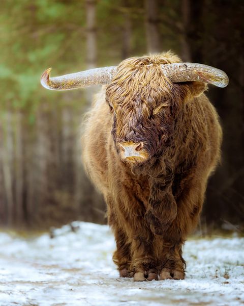 Schottischer Highlander auf dem Veluwezoom von Nicky Kapel