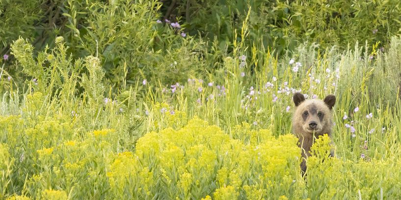 kleiner Bär von Kris Hermans