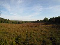 Heath view Amerongse mountain