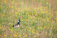 Vanneau dans l'herbe herbacée - Natural Ameland