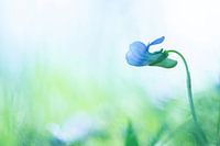 Wildes Stiefmütterchen an einem schönen Frühlingsmorgen