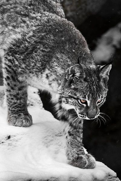 Verfärbte Katze Luchs mit gelben Augen geht seitwärts und unten den kalten Schnee von Michael Semenov