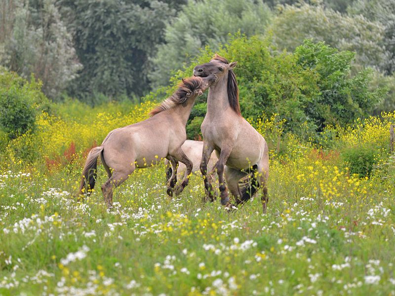 Stoeiende Konik paarden by Franciska de Vos