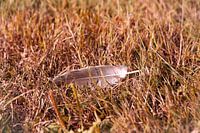 Softness in the hard world