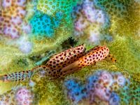 Crabe corail tigré dans un corail mou