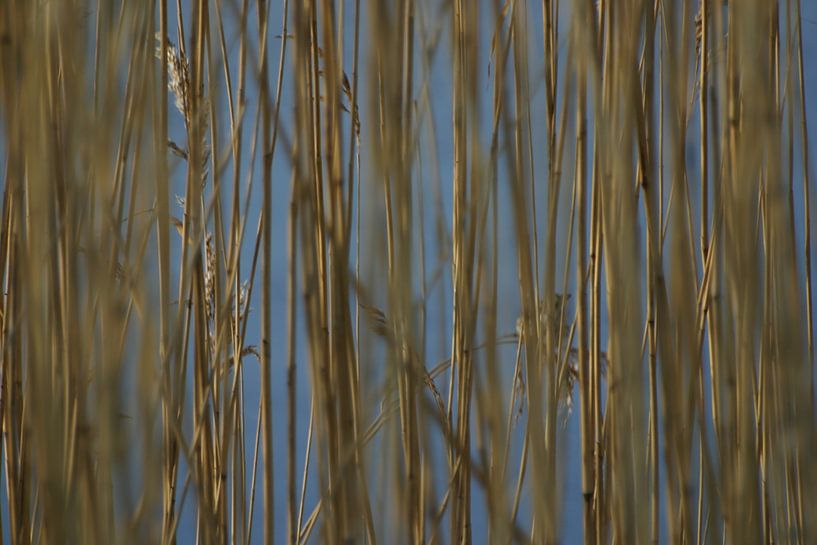 Rietstengels van EnWout