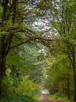 Avenue dans une forêt d'automne