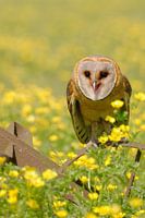 Barn owl on a wheel