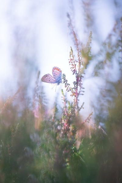 Le bleu ciel se réchauffe par Moetwil en van Dijk - Fotografie