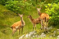 Edelherten in Schotland