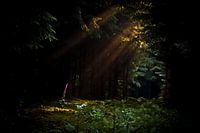 Vingerhoedskruid verlicht door zonnestraal in het donkere bos