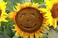 Happy sunflower