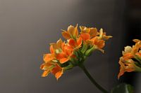 Kalanchoe