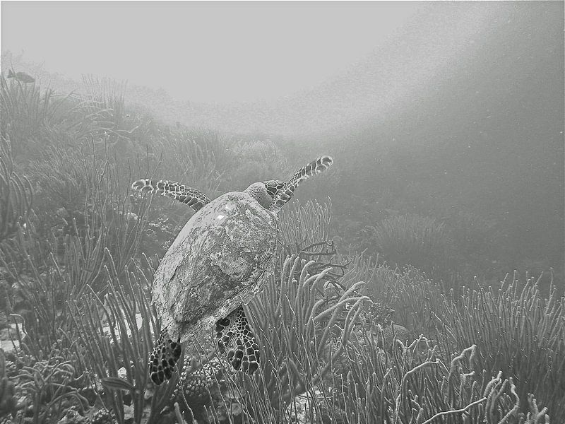 Schildpad onderweg naar het licht. par Silvia Weenink