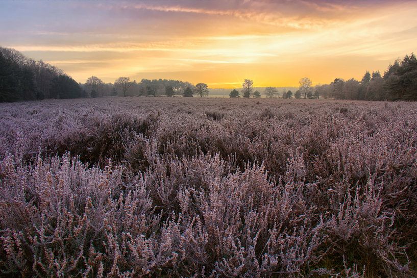 Sonnenaufgang über dem lila Heidekraut von Rick van de Kraats