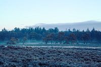 Ginkel Heide im Winter