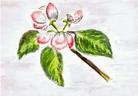 Blüte / Frühjahr - Apfelblüte - Aquarell gemalt von VK (Veit Kessler)
