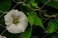 Flower between trellis